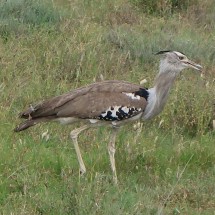 Sectretary Bird in Serengeti